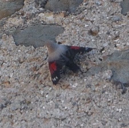 Picchio muraiolo  - Simon Rabensteiner