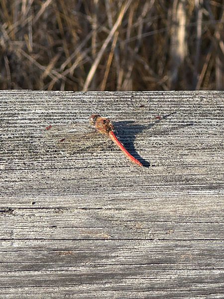Sympetrum meridionale  - Simon Rabensteiner