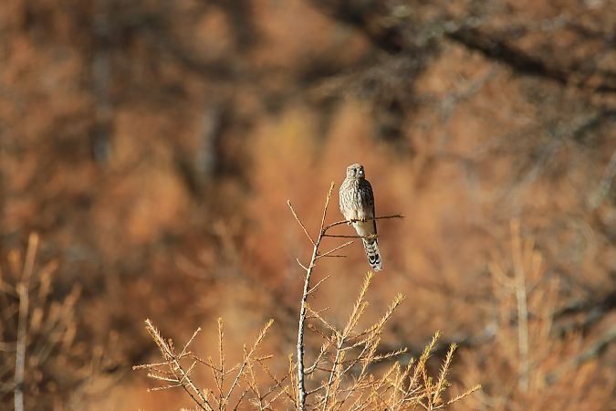 Gheppio  - Renato Sascor