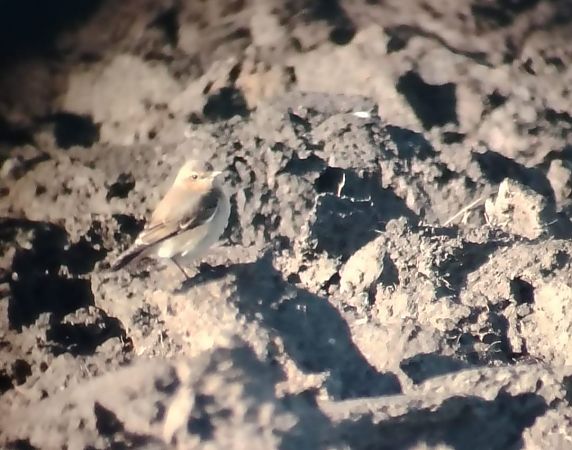 Culbianco  - Letizia Saviola