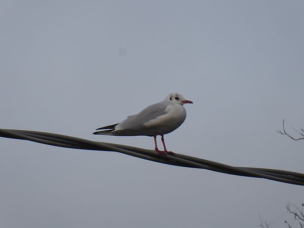 Gabbiano comune  - Luca Marinoni