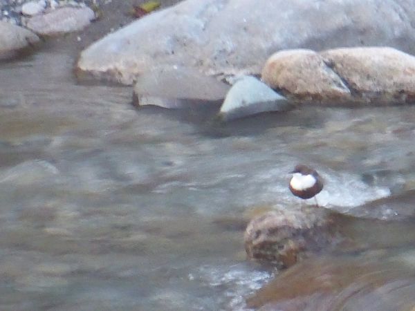 Wasseramsel  - Luca Marinoni