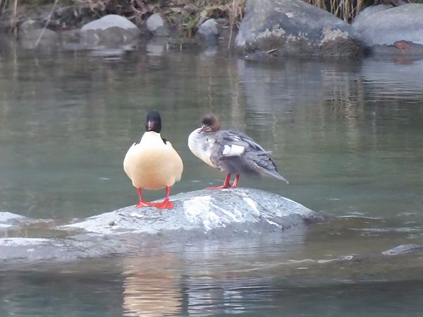 Smergo maggiore  - Luca Marinoni