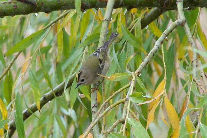 Regolo  - Francesca Scolari