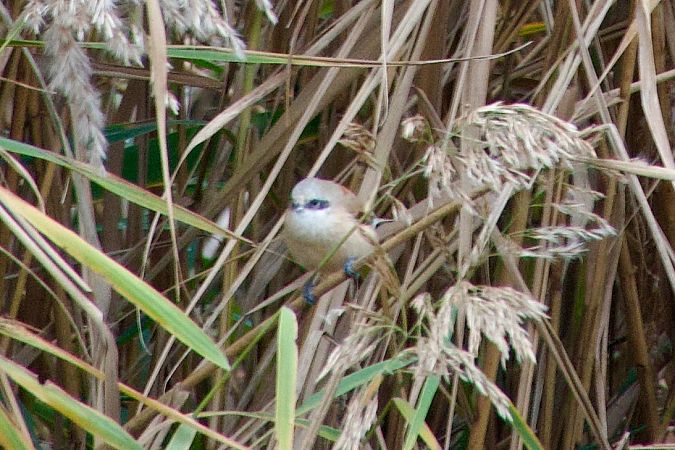 Pendolino  - Francesca Scolari