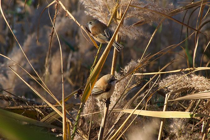 Pendolino  - Francesca Scolari