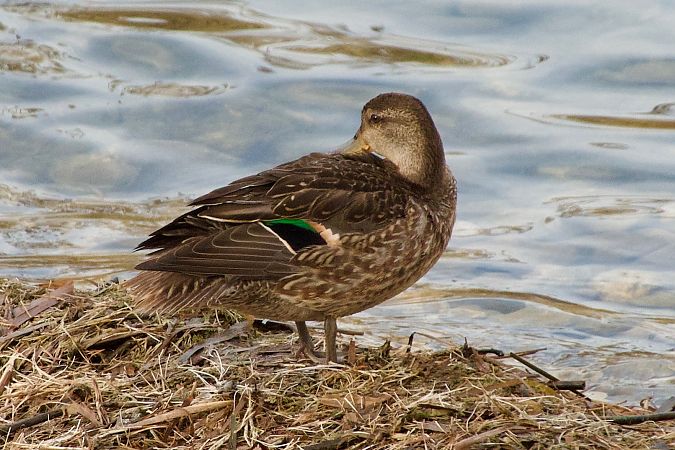 Alzavola  - Francesca Scolari