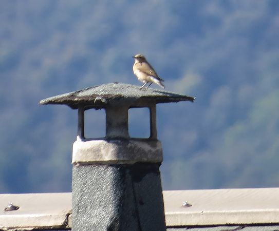 Culbianco  - Luca Ilahiane