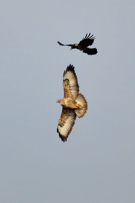 Poiana  - Carlo Chiari