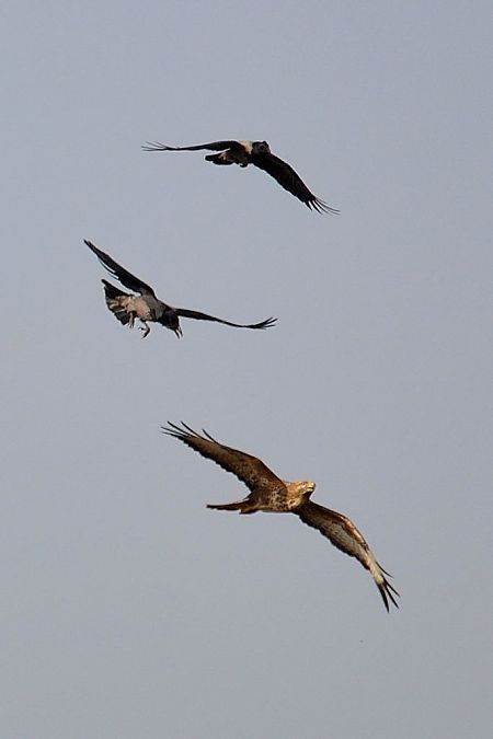 Cornacchia grigia  - Carlo Chiari