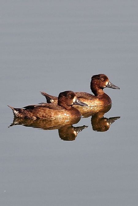 Moretta  - Carlo Chiari