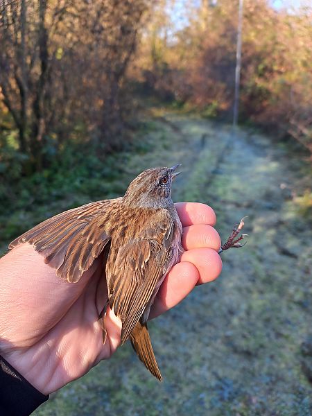 Passera scopaiola  - Francesco Daprà