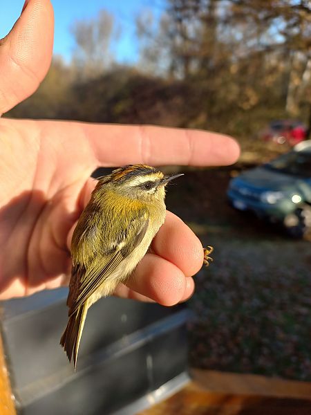 Fiorrancino  - Francesco Daprà