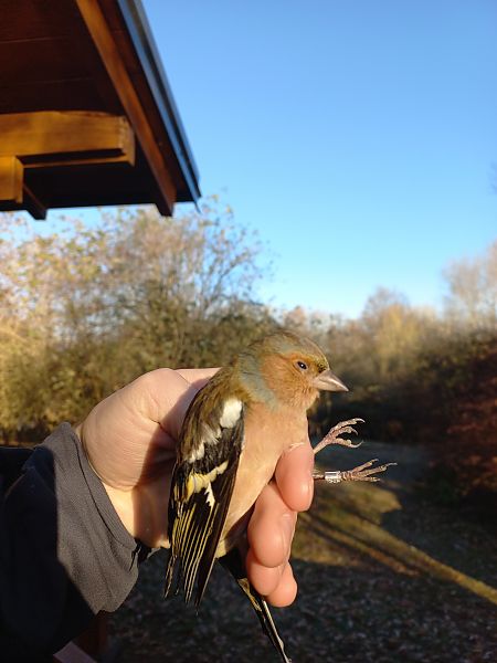 Fringuello  - Francesco Daprà