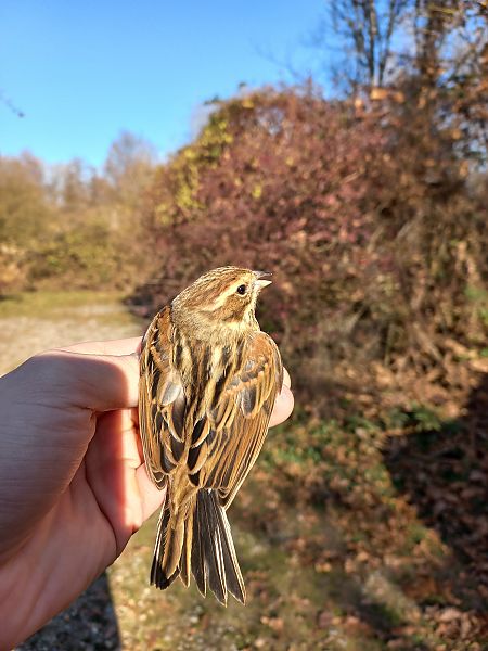 Migliarino di palude  - Francesco Daprà