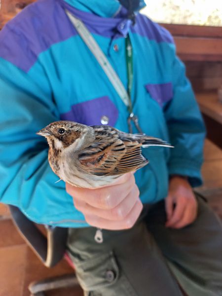 Migliarino di palude  - Francesco Daprà