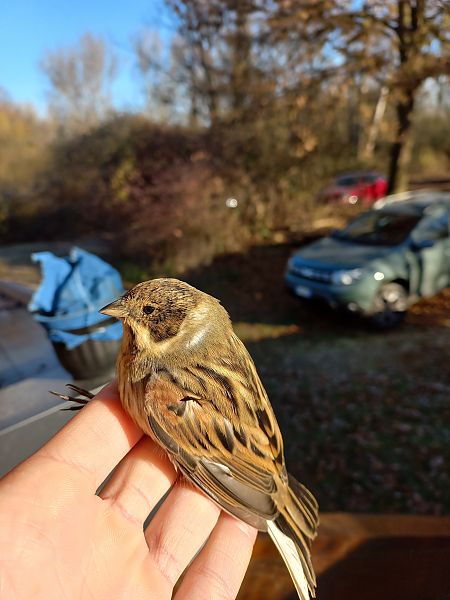 Migliarino di palude  - Francesco Daprà