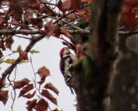 Picchio rosso mezzano  - Flavia Righetti