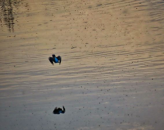 Martin pescatore  - Flavia Righetti