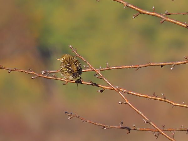 Pipit farlouse  - Flavia Righetti