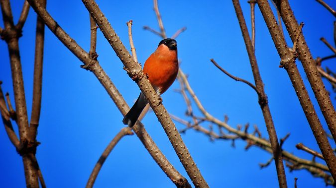 Ciuffolotto  - Flavia Righetti