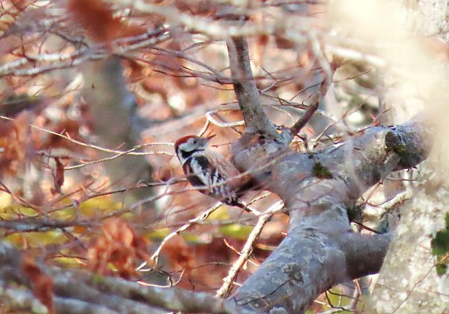 Picchio rosso mezzano  - Flavia Righetti