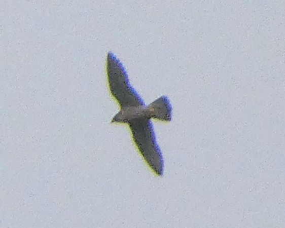 Falco pellegrino  - Massimo Angei