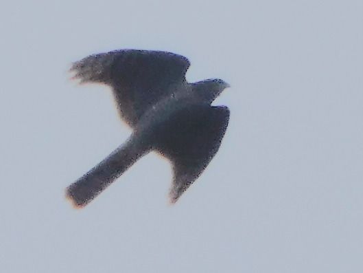 Sparviere  - Massimo Angei