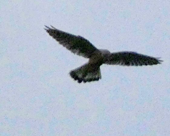 Gheppio  - Massimo Angei