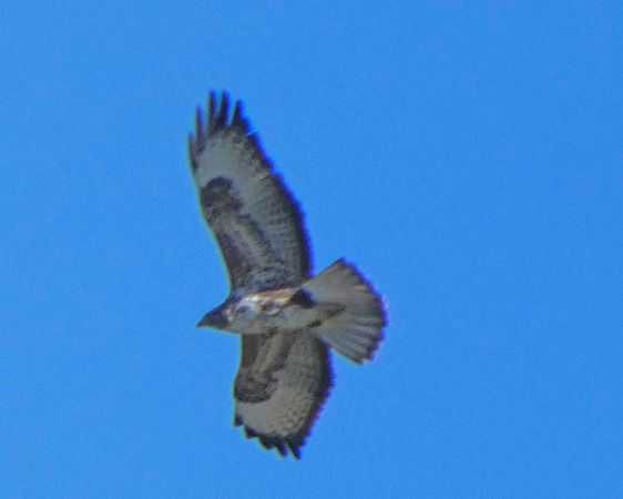 Poiana  - Massimo Angei