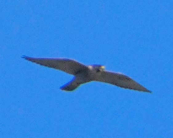 Falco pellegrino  - Massimo Angei