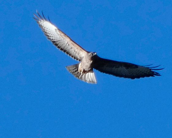 Buse variable  - Massimo Angei