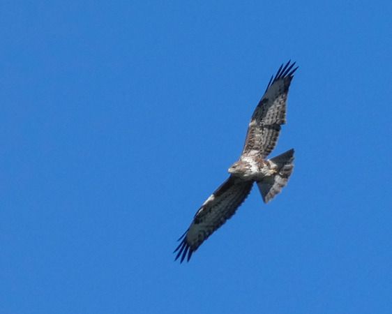 Buse variable  - Massimo Angei