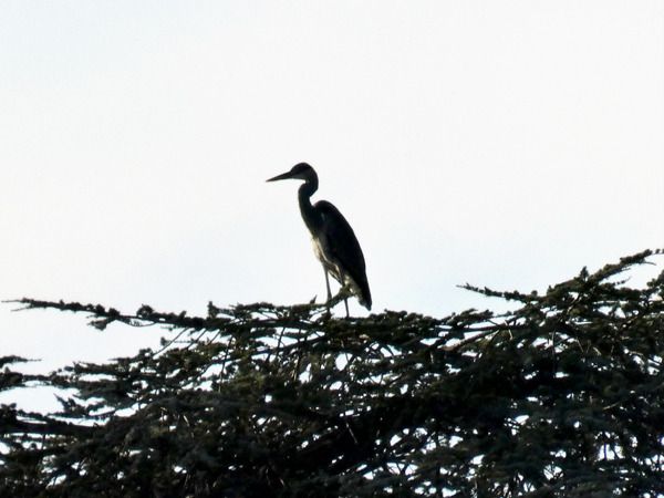 Airone cenerino  - Massimo Angei