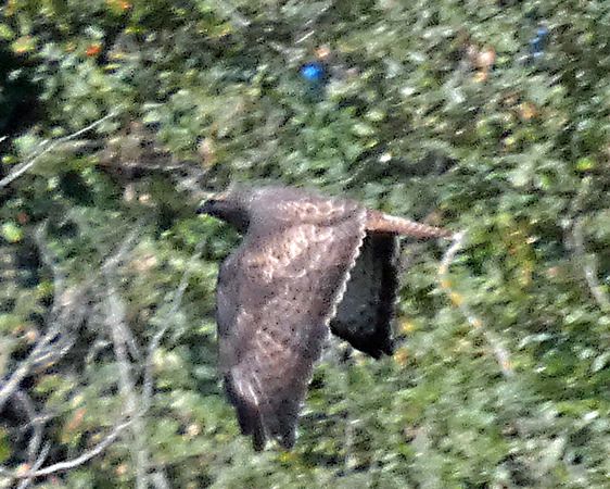 Poiana  - Massimo Angei