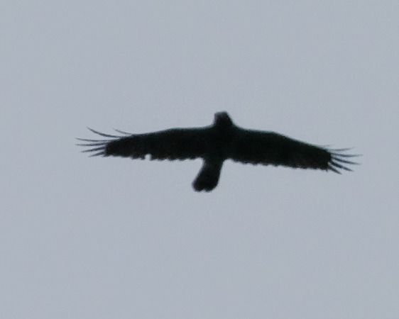 Corvo imperiale  - Massimo Angei