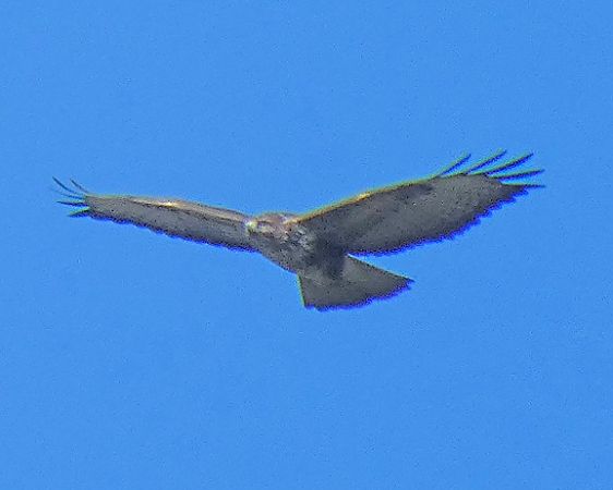 Poiana  - Massimo Angei