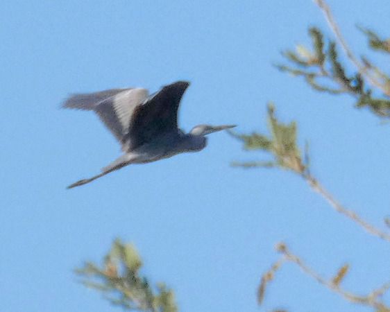 Airone cenerino  - Massimo Angei