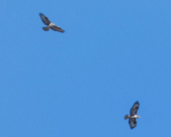 Poiana  - Massimo Angei