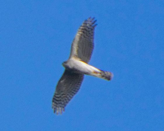 Sparviere  - Massimo Angei