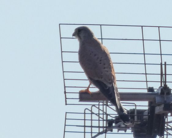 Gheppio  - Massimo Angei