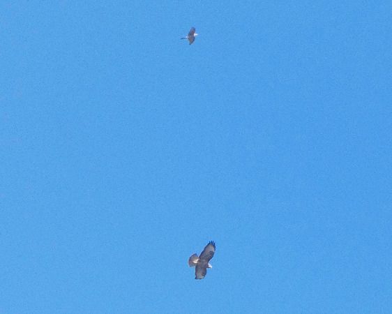 Sparviere  - Massimo Angei