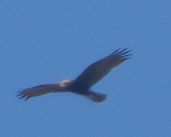 Falco di palude  - Massimo Angei