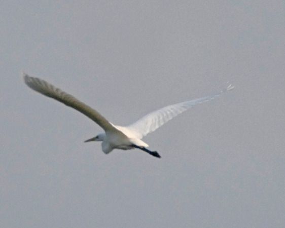 Airone bianco  - Massimo Angei