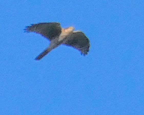 Sparviere  - Massimo Angei