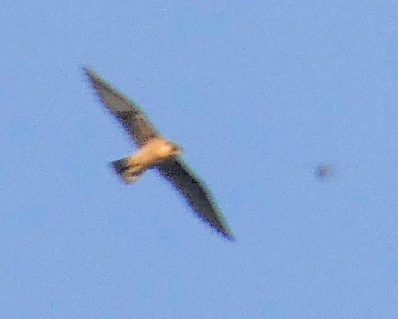 Faucon pèlerin  - Massimo Angei