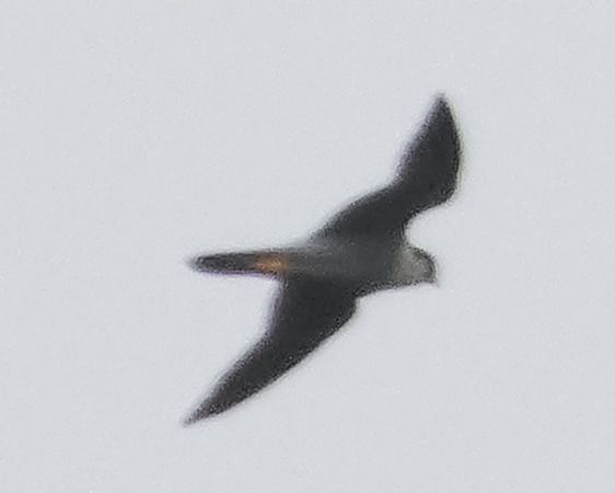 Falco pellegrino  - Massimo Angei