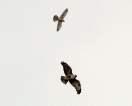 Gheppio  - Massimo Angei