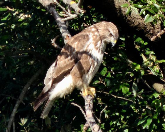 Poiana  - Massimo Angei