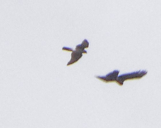 Sparviere  - Massimo Angei